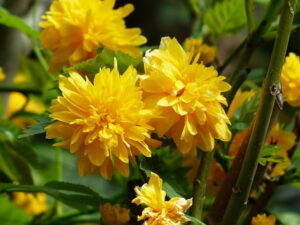 The Best Flowering Shrubs to Consider for Your Landscape Design in Utah – Part 2 Double flowered Japanese Rose for landscape design services in Utah