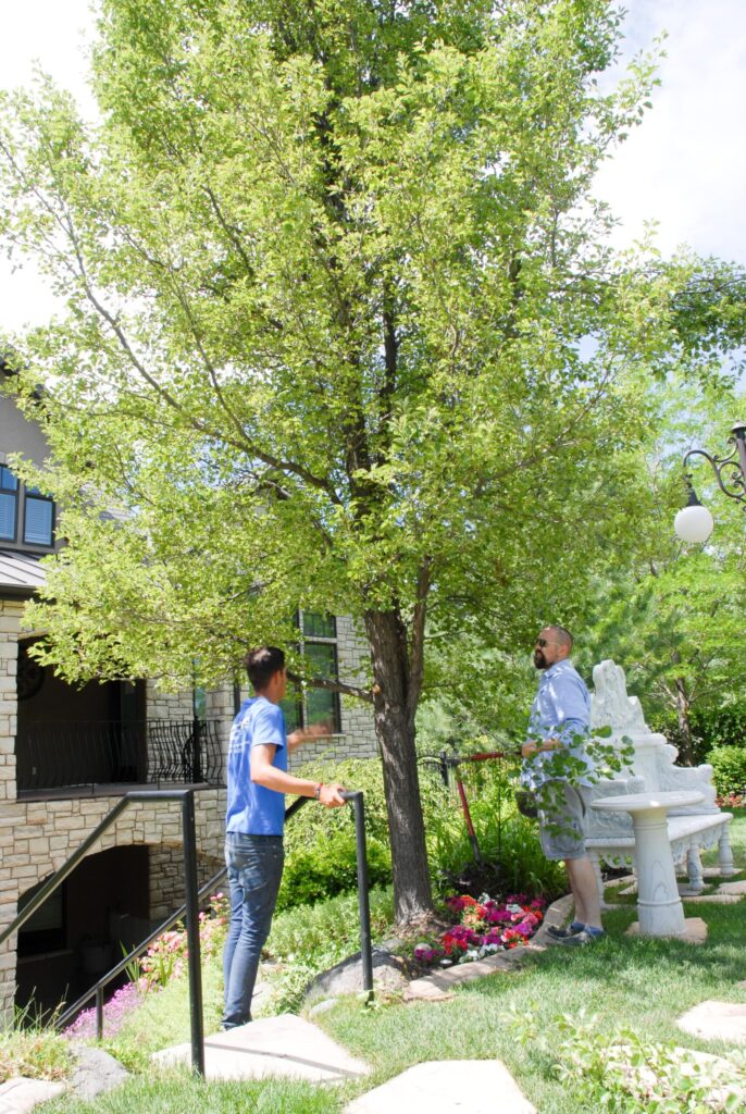 The Importance of Deep Root Watering for Trees 5 Flower bed design service West Valley City, UT