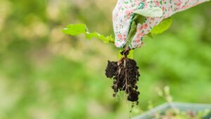 Controlling Noxious Weeds Weed control for lawn care services Salt Lake City