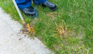 4 Reasons Why Every Property Needs Weed Control 4 Reasons Why Every Property Needs Weed Control