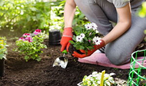 Flower Gardening 101: How to Start a Beautiful Garden Flower Gardening 101: How to Start a Beautiful Garden?
