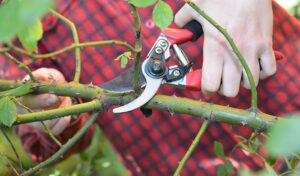 The Importance of Pruning Your Plants The Importance of Pruning Your Plant