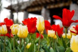 Planning for Your Flower Beds: Part I Flower bed design service West Valley City, Utah