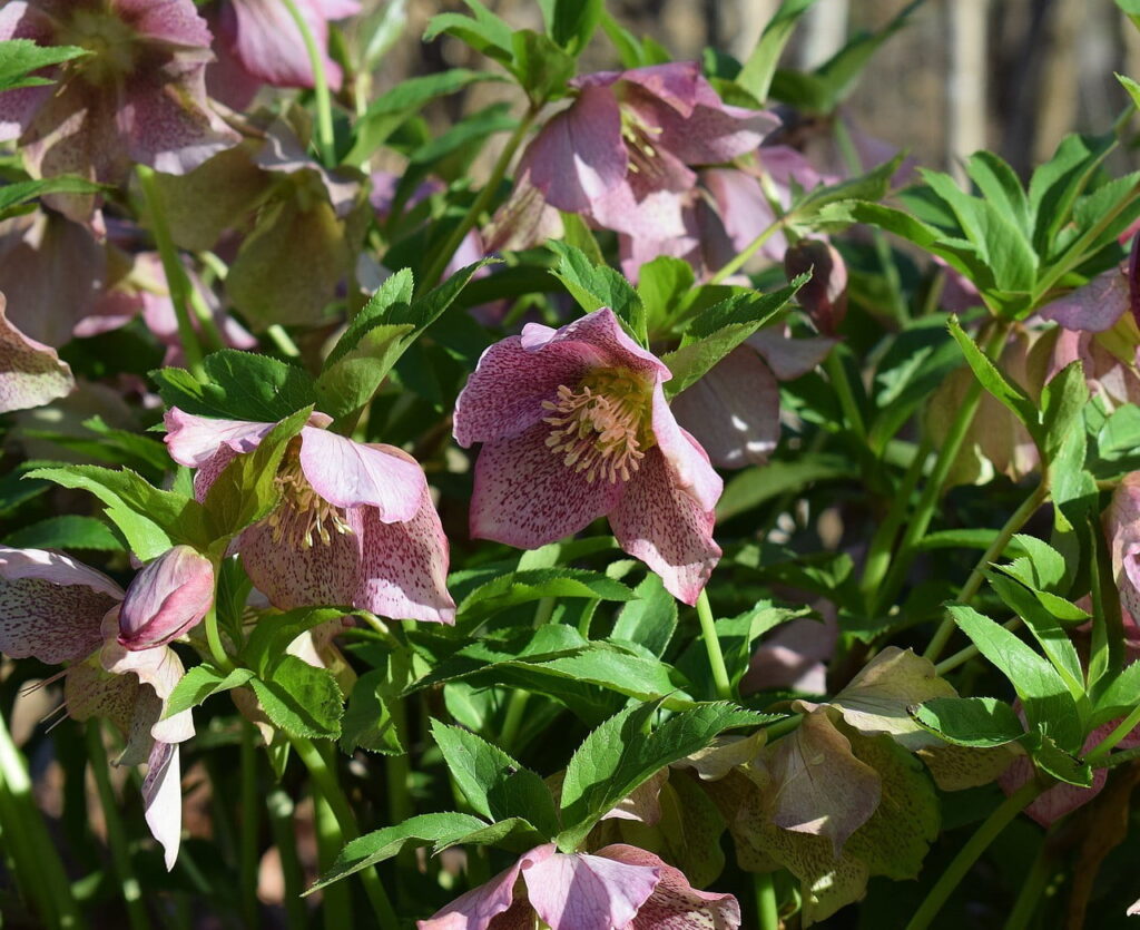 The Best Winter Plants for Your Landscape Design – Part 3 4 Hellebores for flower bed design service in Utah