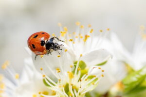 6 Beneficial Insects for Your Landscape Design: Part I Ladybug for landscape design services Draper