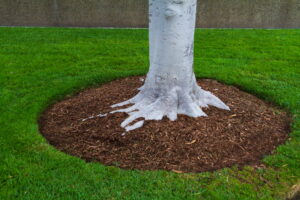 Springtime Mulching Best Practices in Utah Proper way to mulch for tree and shrub care in West Valley City, UT