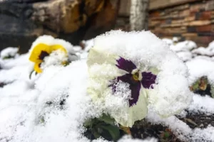 Winter Landscape Protection: Complete Preparation Care Guide complete preparation care guide for winter