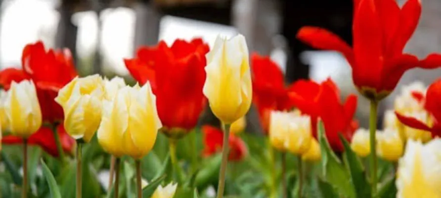 Complete Guide to Flower Bed Planning and Design 1 flower bed planning and design in utah