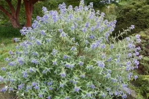 The Complete Guide to Choosing the Best Flowering Shrubs for Utah's Unique Climate flowering shrubs for utah blue mist caryopteris