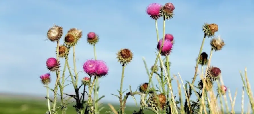 Complete Guide To Noxious Weeds Hazards And Control Methods 1 weed management plan in utah