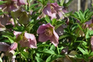 Utah's Best Winter Plants: Your Complete Landscape Design Guide winter plants hellebores for landscape design